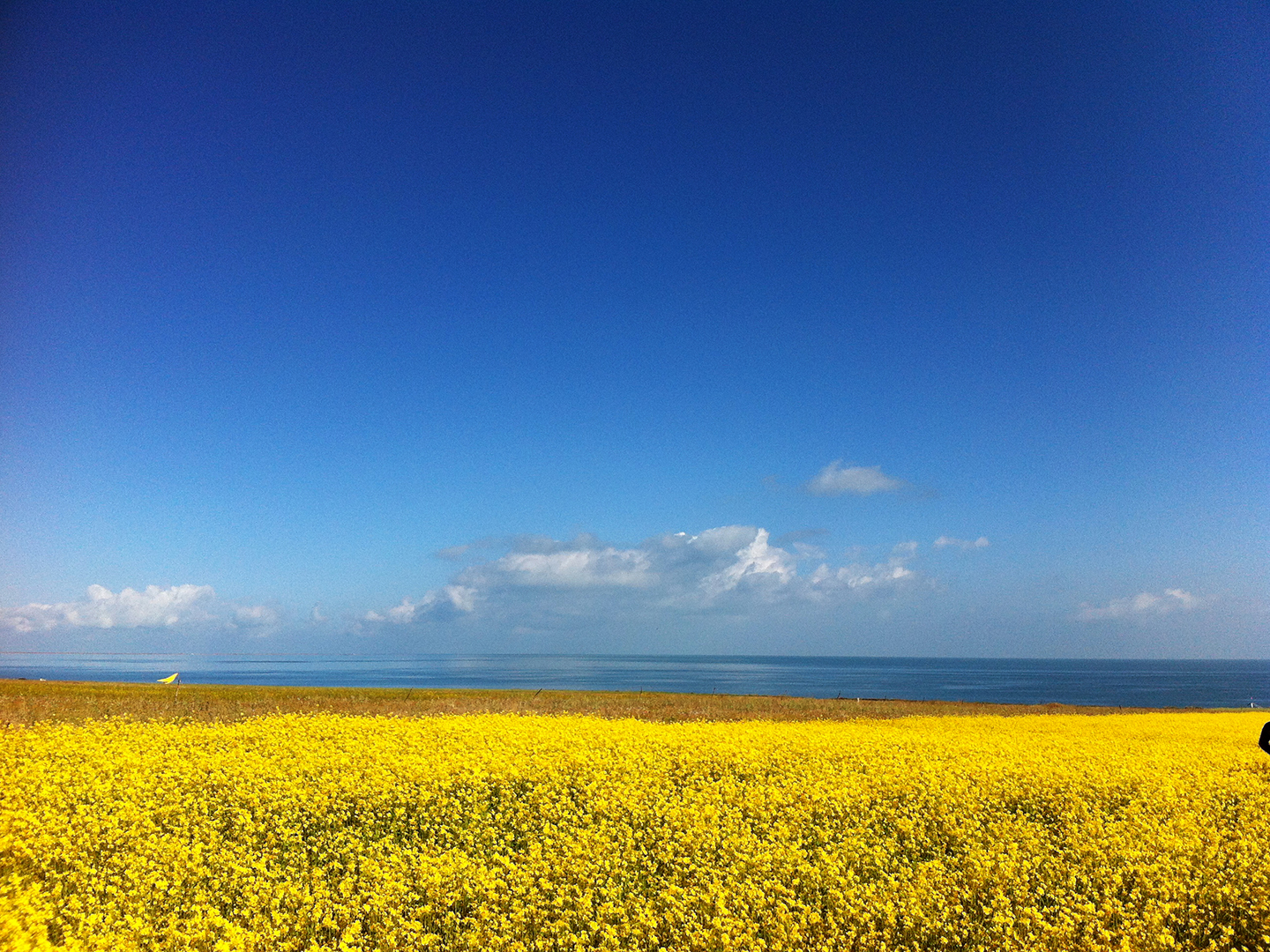 油菜花海