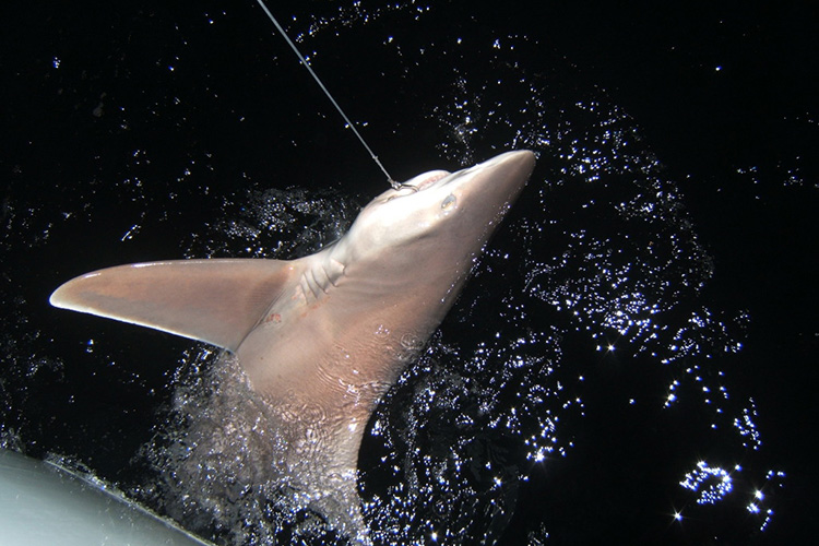 夏威夷欧胡岛钓鲨鱼体验