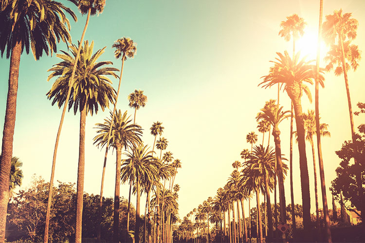 洛杉矶半天包车非常有南加州的洛杉矶棕榈树