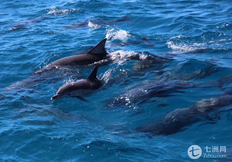 天阁露玛摩顿海豚岛探险一日游黄金海岸或者布里斯班出发——在游轮
