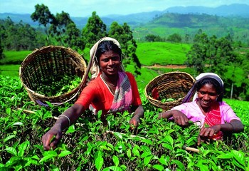 斯里兰卡 茶山深呼吸