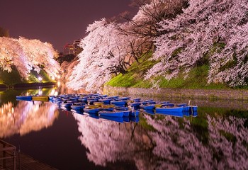 镰仓&横滨 樱花漫天