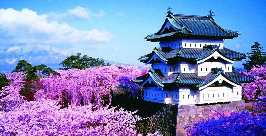 青森 弘前赏樱