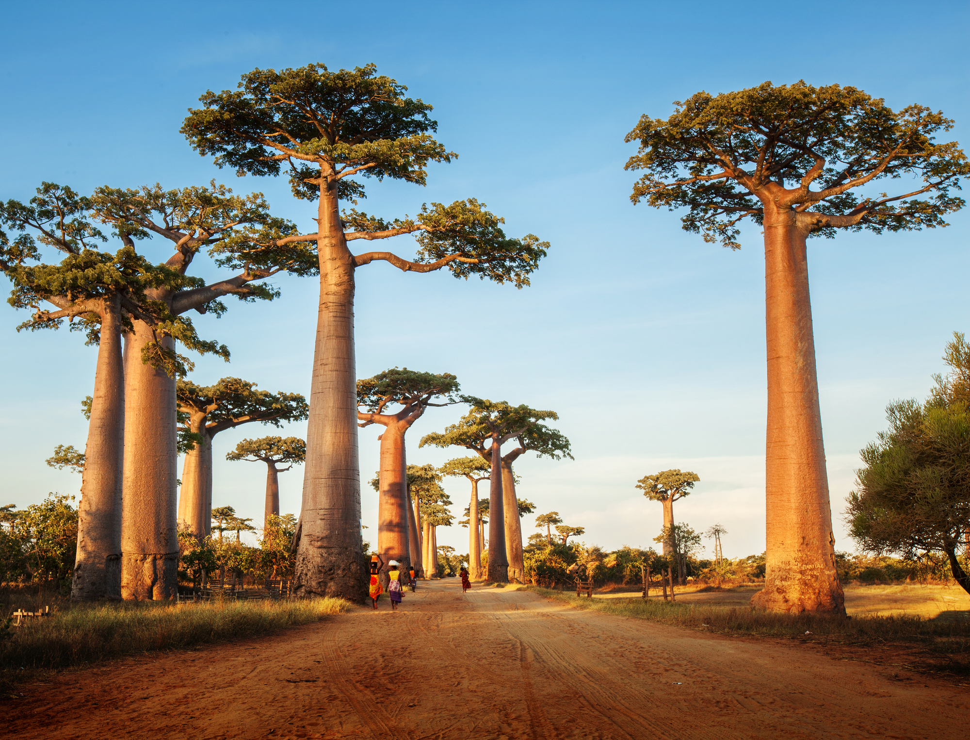 马达加斯加跟团游