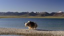 【西藏】藏东秘境8日游：拉萨+林芝巴松措+雅鲁藏布大峡谷+雅尼湿地+鲁朗+景观大道+羊湖+纳木措扎西半岛丨10人小团丨1人起订