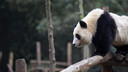【遨游冬令营】大熊猫研究保护独立营5日游