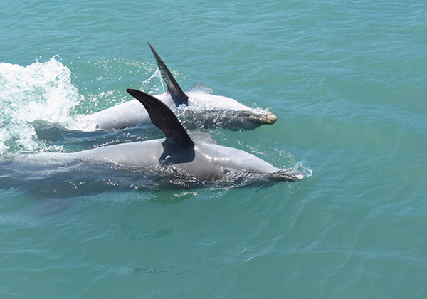 尼格瑞尔海豚湾一日游