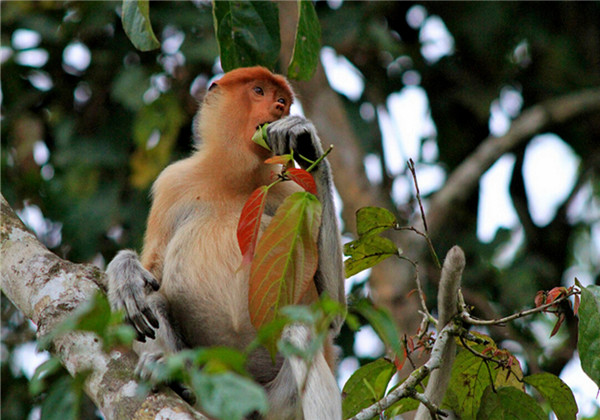 沙巴kawa红树林一日游(长鼻猴 观看萤火虫)
