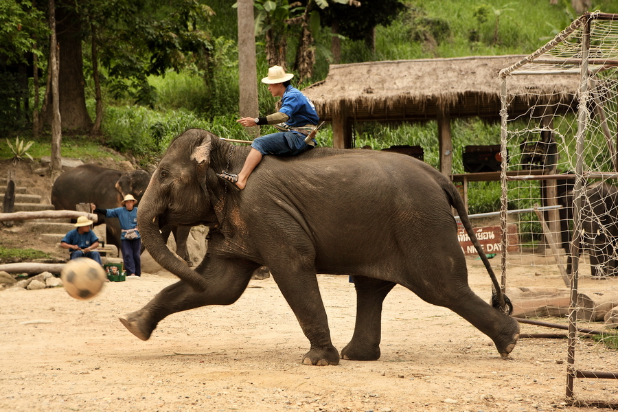 马沙大象营 flying squirrels丛林飞跃一日游