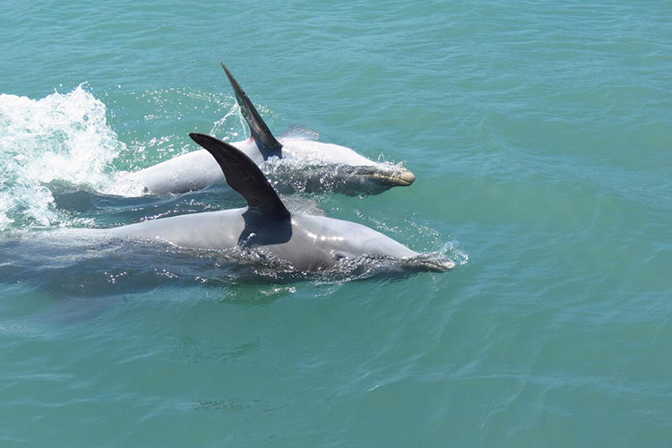 尼格瑞尔海豚湾一日游——海豚湾(dolphin cove),海豚双双在水里游泳