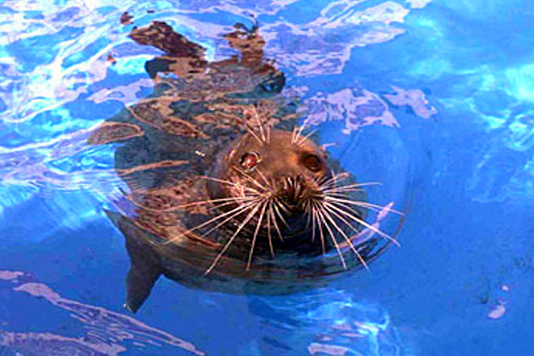 迈阿密水族馆图片