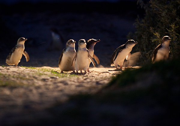 墨尔本菲利普企鹅岛3公园套票(企鹅归巢 考拉中心 丘吉尔岛)