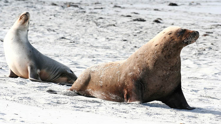 海豹湾保育公园 seal bay conservation park ,观赏澳洲海豹的栖息地