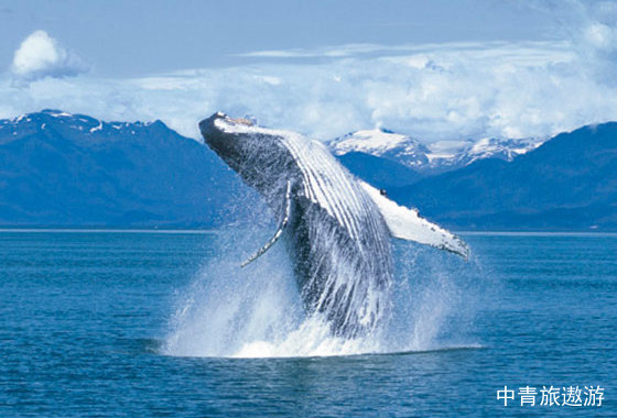 【源创 . 北美游轮】从阿拉斯加冰川到落基山脉 诺唯真喜悦号 美国加拿大山海之旅18日游