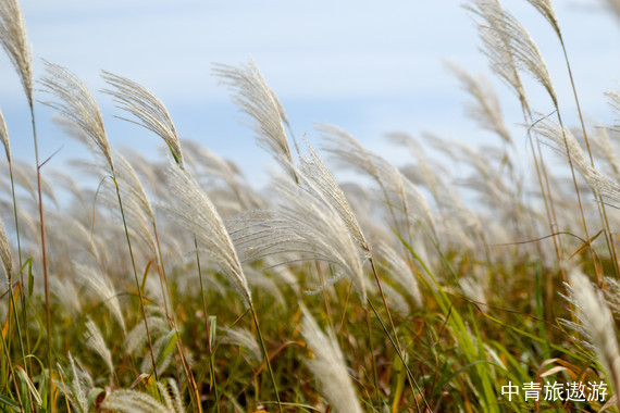 【亚洲】韩国纯玩济州5日【牛岛|城山日出峰|涉地可支】