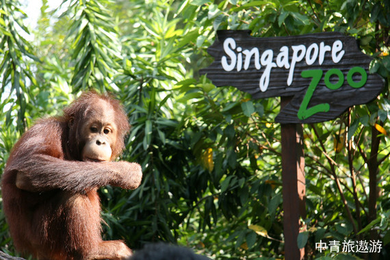 【新加坡】5晚6/7天 親子之旅【環球影城丨夜間動物園丨飛禽公園丨國立大學】 