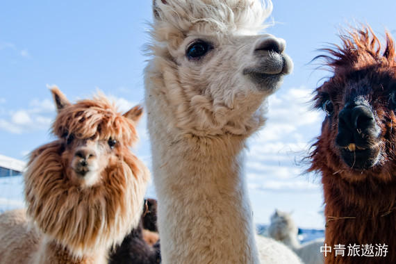 【南美地图 记忆漫游】文化遗产 深度体验 智利+秘鲁两国16日游