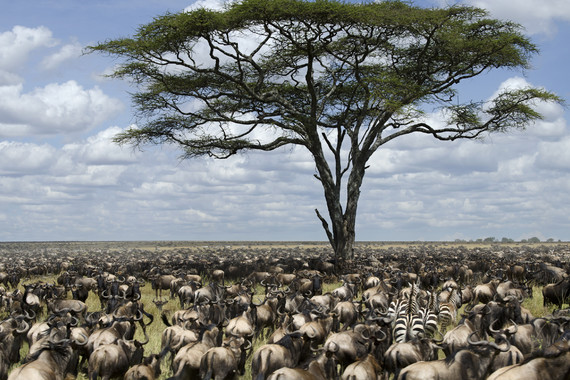 【东非】肯尼亚+坦桑尼亚探索生命之源12日游