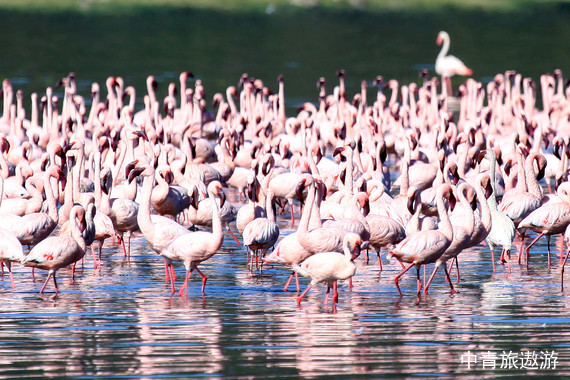 【睿游东非·一生一次·迁徙季】肯尼亚坦桑尼亚多哈尊享猎奇深度13日游