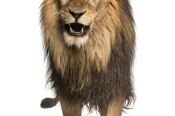 【非洲】肯尼亚狂野摄猎11天【甜水公园丨桑布鲁公园丨博格利亚丨阿布戴尔丨2次马赛马拉SAFARI丨汤姆森瀑布丨6位游客1车丨赤道小游戏】