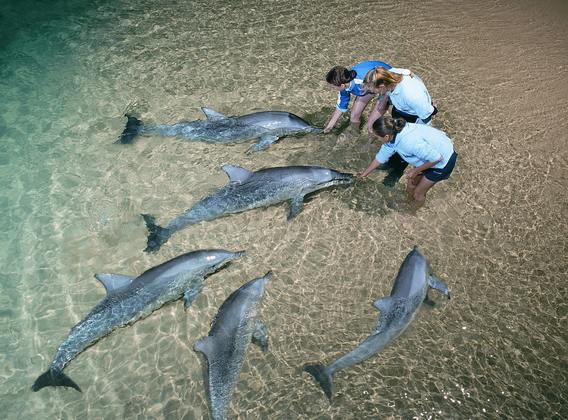 澳大利亚 （凯恩斯+天阁鲁玛海豚岛） 10天 【上海起止/国航/全程4星/喂食野生海豚/大堡礁】