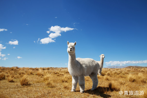【冰川雪山·湖光星海】新西兰南北岛9日游【南岛中线-暗夜星空保护区-库克山-冰川徒步-TSS百年蒸汽船-地热公园（团期不同有所差异）】