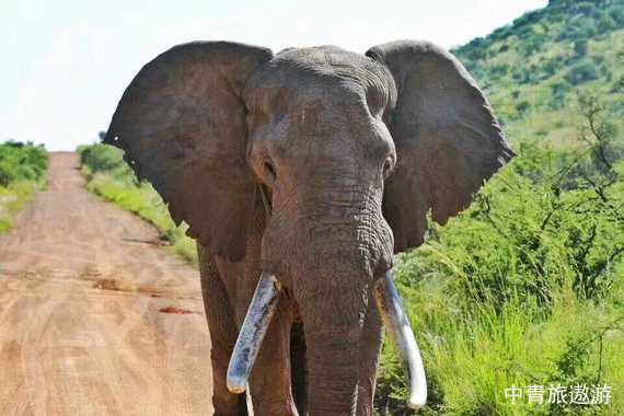 【非洲】南非10日游【花园大道|开普敦|约翰内斯堡|南非太阳城|乔治城|奈斯纳|摩索湾】