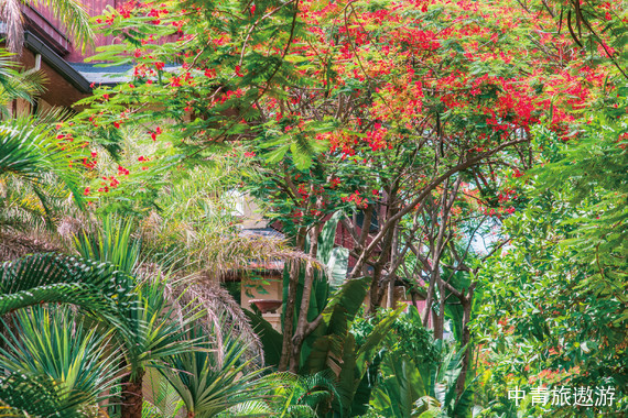 【云南】版纳+普洱双飞6日游【普洱森林公园+茶马古道+野象谷+中科植物园】